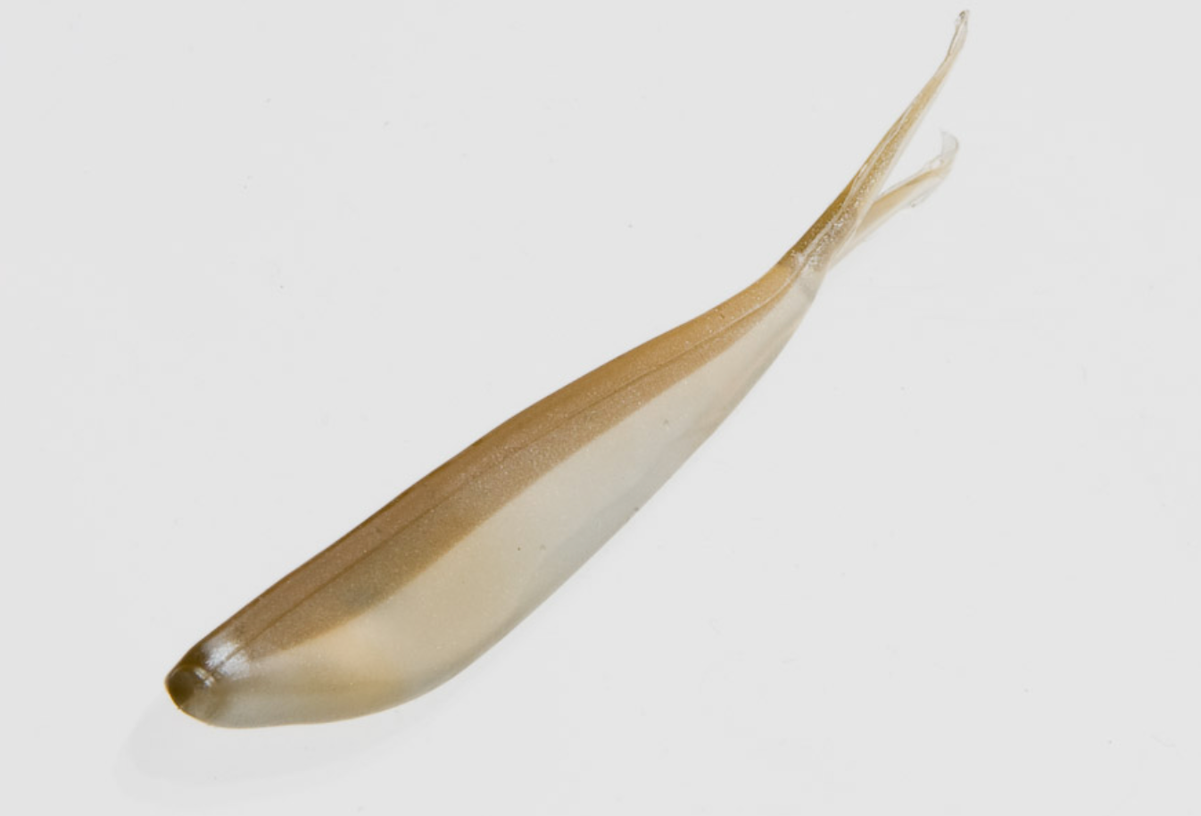 Zoom Tiny Fluke