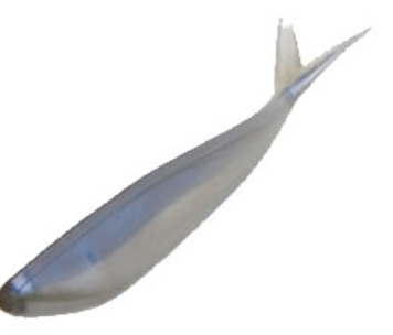 Zoom Tiny Fluke
