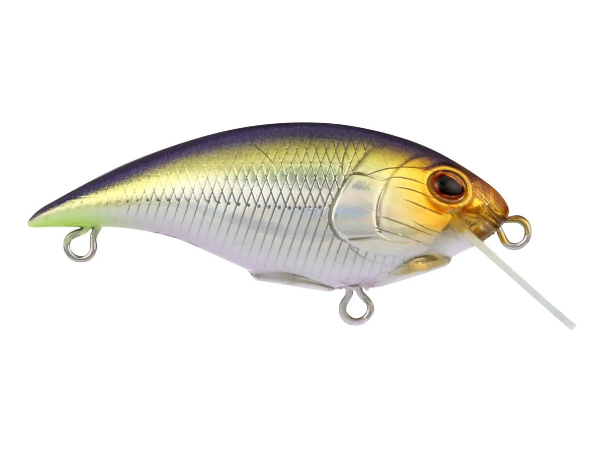 Berkley Shallow Money Badger